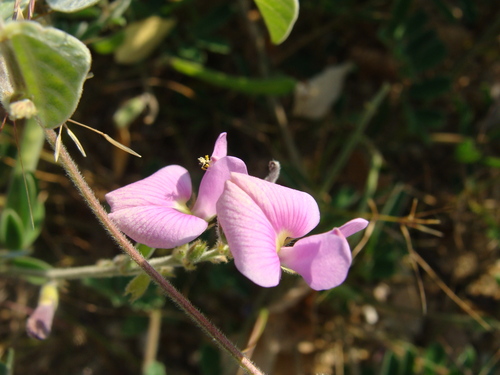 Image of Tephrosia cinerea by (c) Alexis López Hernández, some rights reserved (CC BY)