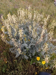 Astragalus oxyphysus
