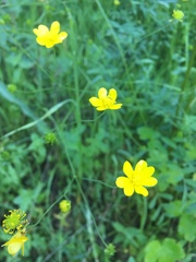 Ranunculus canus