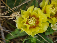 Opuntia macrorhiza