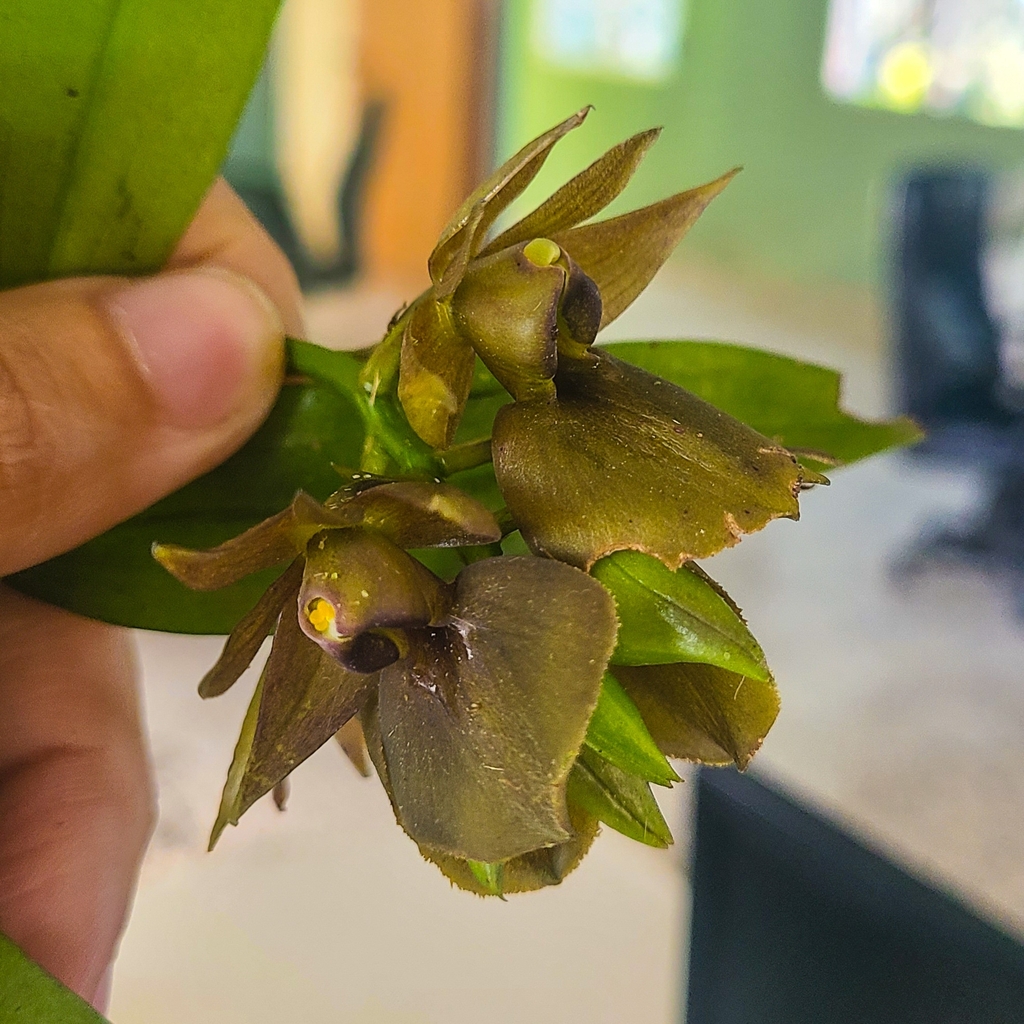 Epidendrum cerinum Schltr. 3