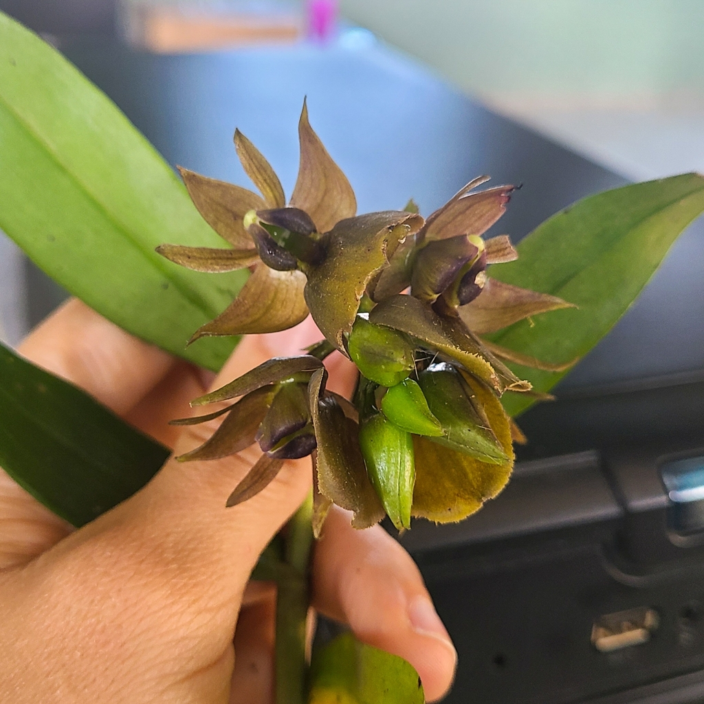 Epidendrum cerinum Schltr. 4