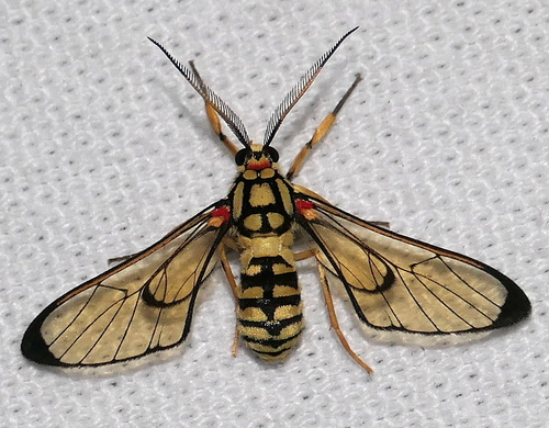 Phaio stratiotes