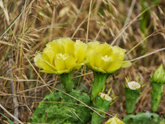 Opuntia macrorhiza