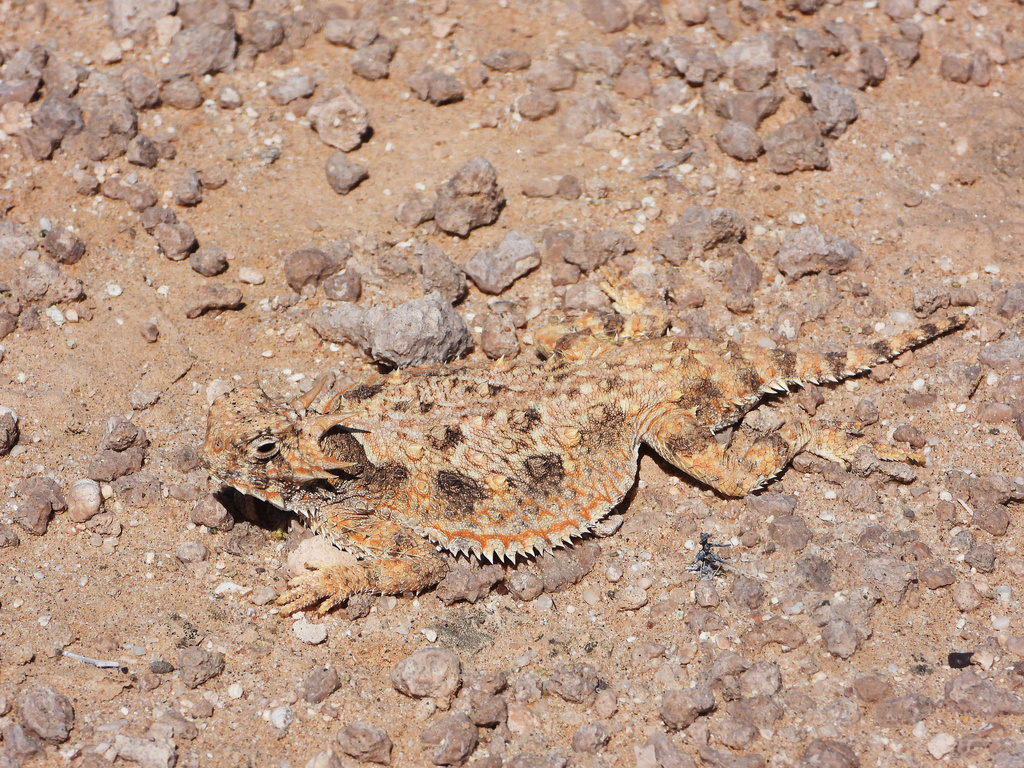 Sonoran Horned Lizard