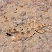 Sonoran Horned Lizard - Photo (c) diomedea_exulans_li, some rights reserved (CC BY-NC)