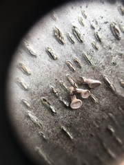 Porodisculus pendulus