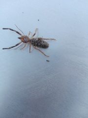 Ammotrechidae