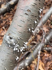 Porodisculus pendulus