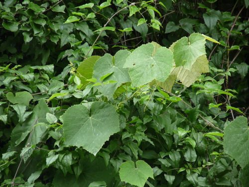 Foto de Uva