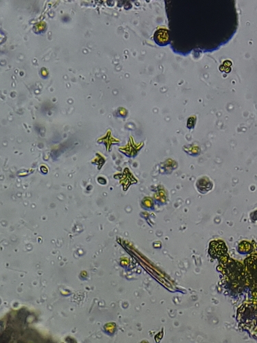 Representative image of Brachiomonas