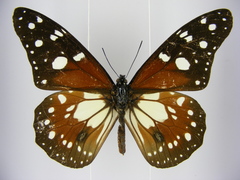 Tirumala formosa mercedonia