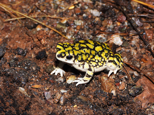 Sonoran Green Toad