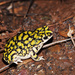 Sonoran Green Toad - Photo (c) Yinan Li, some rights reserved (CC BY-NC), uploaded by Yinan Li