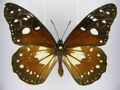 Tirumala formosa mercedonia