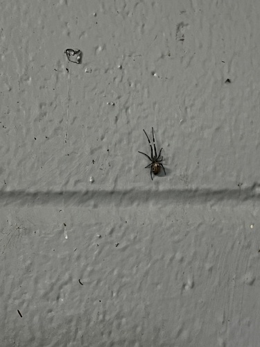 Ninja-star Ceiling Spider photo 5
