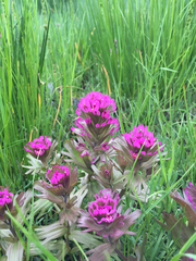 Castilleja ambigua humboldtiensis