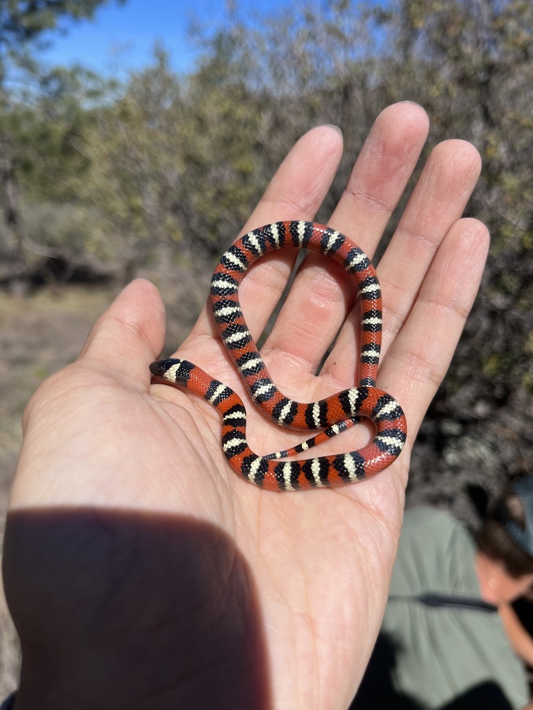 Coast Mountain Kingsnake in April 2023 by diomedea_exulans_li · iNaturalist