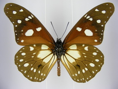 Tirumala formosa mercedonia