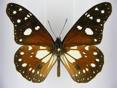 Tirumala formosa mercedonia