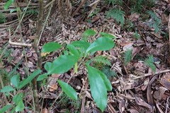 Melicytus macrophyllus
