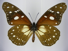 Tirumala formosa mercedonia