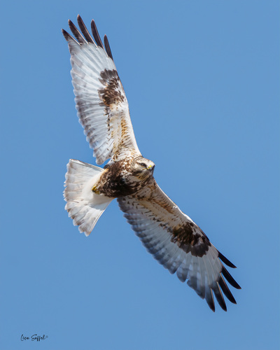 Rough-legged Hawk photographed in Missouri