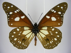 Tirumala formosa mercedonia