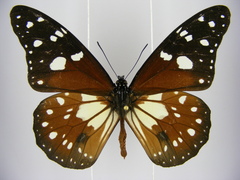 Tirumala formosa mercedonia