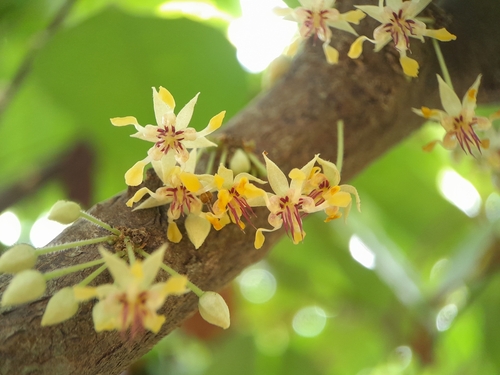 cacao tree