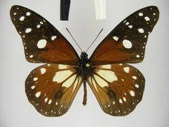 Tirumala formosa mercedonia