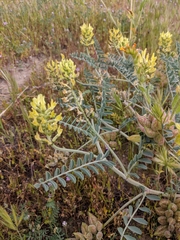Astragalus lentiginosus nigricalycis