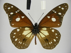 Tirumala formosa mercedonia