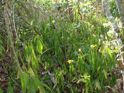 Image of Barleria oenotheroides by (c) Alexis López Hernández, some rights reserved (CC BY)