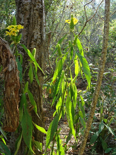 Image of Barleria oenotheroides by (c) Alexis López Hernández, some rights reserved (CC BY)