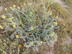 Astragalus lentiginosus nigricalycis