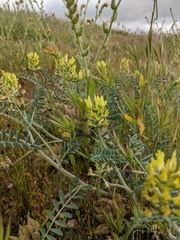 Astragalus lentiginosus nigricalycis