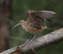 Bristle-Thighed Curlew photo 4