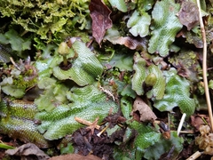 Conocephalum conicum