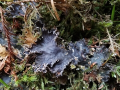 Peltigera pacifica