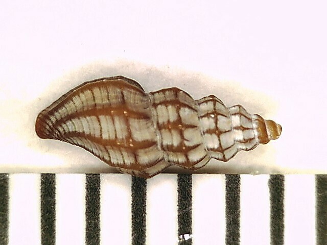 Pyrgocythara