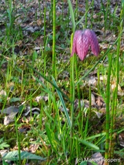 Fritillaria meleagris