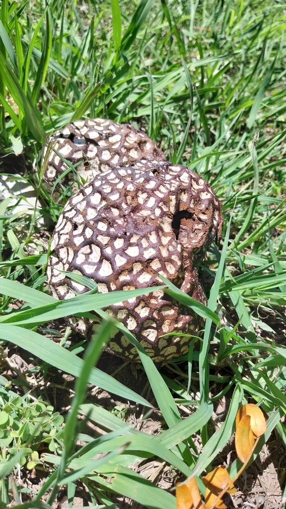 Calvatia cyathiformis · January 2024 · photo: © patoknight (iNaturalist, cc-by)