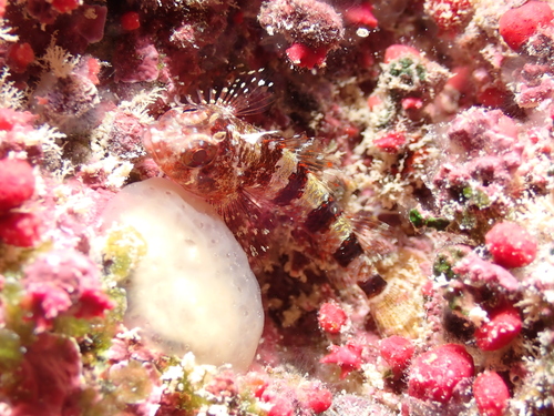 Lofty triplefin (Enneanectes altivelis) — Tripterygiidae — 3