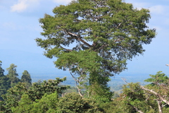 Ceiba pentandra image