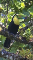 Ramphastos sulfuratus image