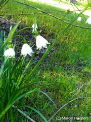 Leucojum aestivum