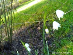 Leucojum aestivum