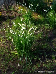 Leucojum aestivum