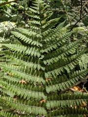 Athyriaceae
